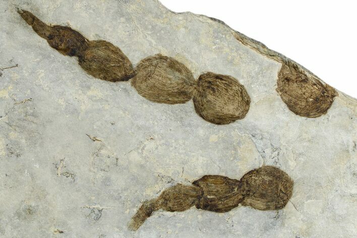 Dinosaur (Grallator) Track - Negative Impression #367552